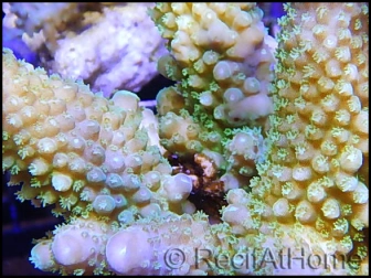 Acropora humilis