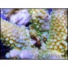 Acropora humilis