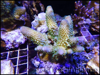 Acropora humilis