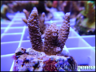 Acropora millepora rose S