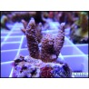 Acropora millepora rose S