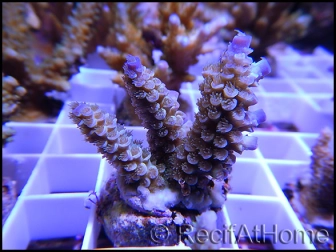 Acropora Pulchra violet S