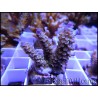 Acropora Pulchra violet S