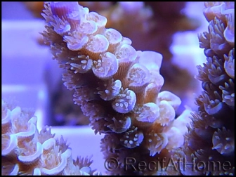 Acropora Pulchra violet S