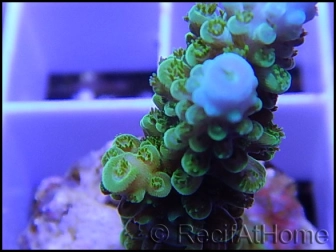 Acropora formosa vert