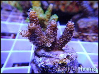 Acropora millepora rose S