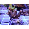 Acropora millepora rose S