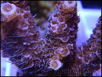 Acropora millepora rose S