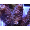 Acropora millepora rose S