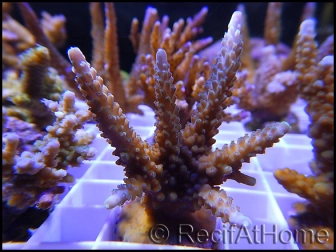 Acropora yongei