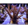 Acropora yongei