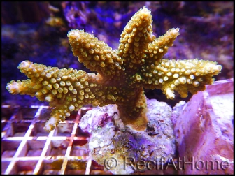 Acropora robusta