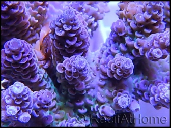 Acropora millepora violet M