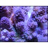 Acropora millepora violet M