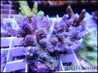 Acropora millepora violet M