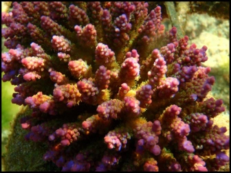 Acropora Desalwi (Violet)2