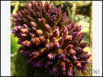 Acropora Desalwi (Violet)2