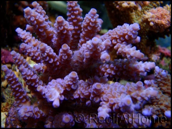 Acropora Digitifera (Metallic Bleu)