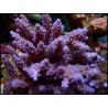 Acropora Digitifera (Metallic Bleu)