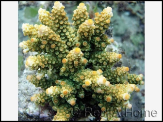 Acropora Florida (Vert W/ Orange Polypes)