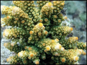 Acropora Florida (Vert W/ Orange Polypes)