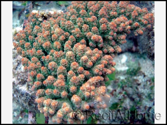 Acropora Florida (Vert W/ Orange Polypes)1