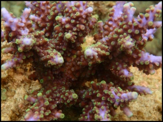 Acropora Hemprichii (Bleu W/ Vert Polypes)1