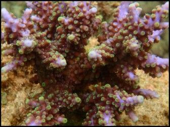 Acropora Hemprichii (Bleu W/ Vert Polypes)1