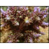 Acropora Hemprichii (Bleu W/ Vert Polypes)1