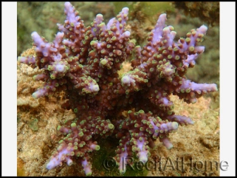 Acropora Hemprichii (Bleu W/ Vert Polypes)1