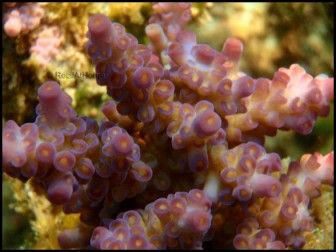 Acropora Batunai (Bleu W/ Rose Polypes)