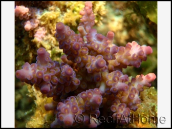 Acropora Batunai (Bleu W/ Rose Polypes)