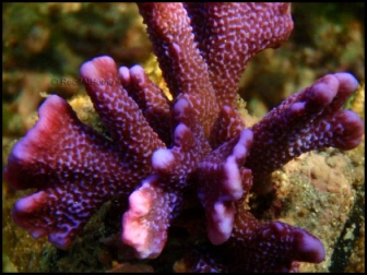 Montipora Digitata Magenta