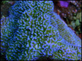 MonPolypesora Tuberculosa (Bleu W/ Vert Polypes)