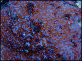 MonPolypesora Tuberculosa (Bleu W/ Vert Polypes)1