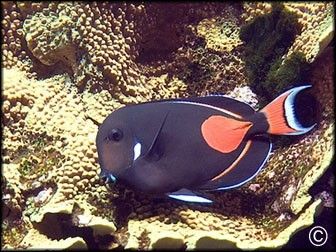 Acanthurus achilles