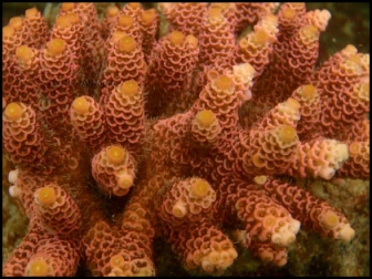 Acropora Millepora (Metallic Rouge)2