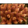 Acropora Millepora (Metallic Rouge)2