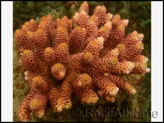 Acropora Millepora (Metallic Rouge)2