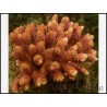 Acropora Millepora (Metallic Rouge)2