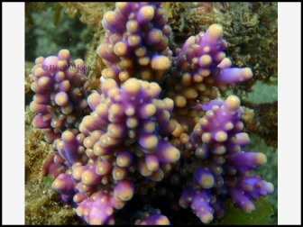 Acropora Nana (Bleu W/ Violet Polypes)2