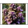 Acropora Nana (Bleu W/ Violet Polypes)2