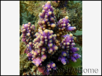 Acropora Nana (Bleu W/ Violet Polypes)2