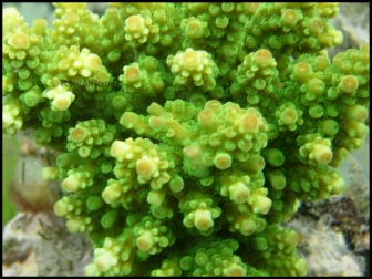 Acropora Roseni (Metallic Vert)1