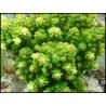 Acropora Roseni (Metallic Vert)1