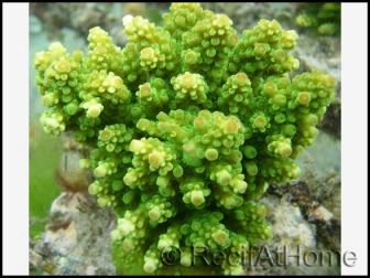 Acropora Roseni (Metallic Vert)1