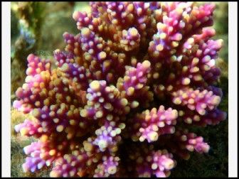 Acropora Nana (Violet W/ jaune Polypes)