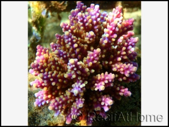 Acropora Nana (Violet W/ jaune Polypes)