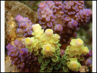 Acropora Prostata (Multicolor)