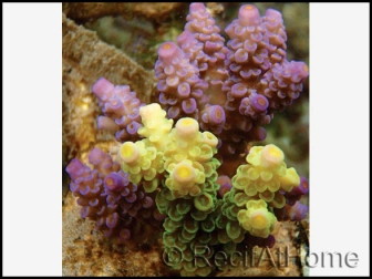 Acropora Prostata (Multicolor)